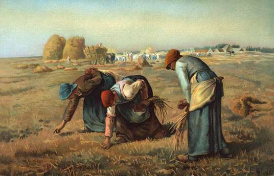 Frauen bei der Ernte
