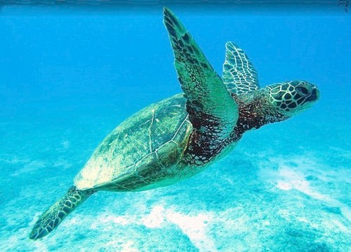 Schildkr�te im Meer